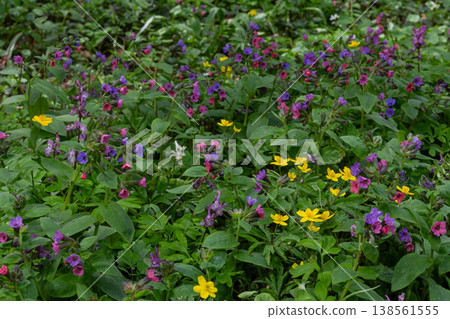 Lungwort medicinal plant Pulmonaria officinalis blooming in vibrant colors in a forest during springtime Lungwort medicinal plant Pulmonaria officinalis blooming in vibrant colors in a forest during springtime 138561555