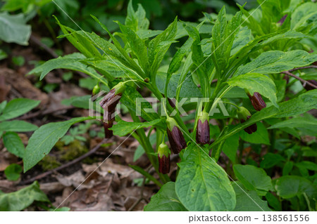 Scopolia carniolica blooms in a spring forest showcasing belladonna and henbane characteristics Scopolia carniolica blooms in a spring forest showcasing belladonna and henbane characteristics 138561556