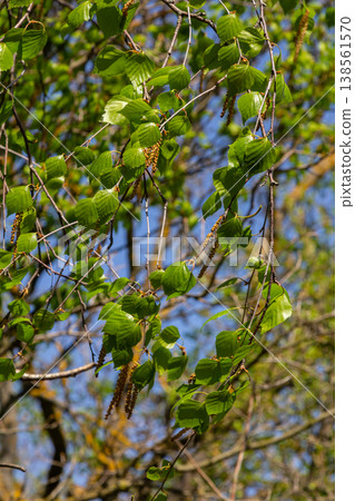 Beautiful silver birch with green leaves and drooping catkins under clear blue sky in springtime Beautiful silver birch with green leaves and drooping catkins under clear blue sky in springtime 138561570