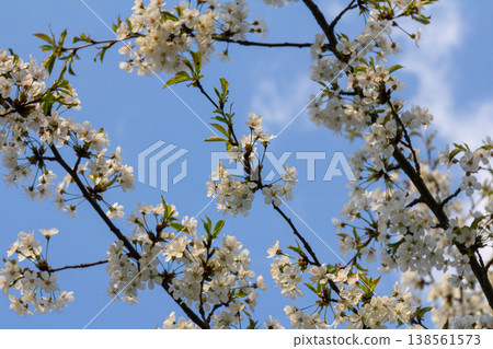 Cherry blossoms bloom in spring under a clear blue sky creating a serene landscape filled with white flowers that celebrate the season's beauty Cherry blossoms bloom in spring under a clear blue sky creating a serene landscape filled with white flowers that celebrate the season's beauty 138561573