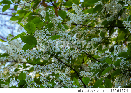 Spring branches of Prunus padus adorned with delicate white flowers against vibrant green foliage in a sunny day atmosphere Spring branches of Prunus padus adorned with delicate white flowers against vibrant green foliage in a sunny day atmosphere 138561574