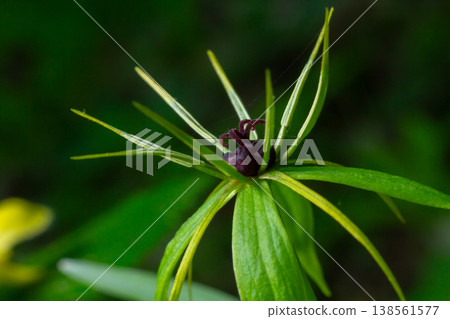 Woodland plant Paris quadrifolia displays unique dark berry in lush green foliage during springtime in a serene forest setting Woodland plant Paris quadrifolia displays unique dark berry in lush green foliage during springtime in a serene forest setting 138561577