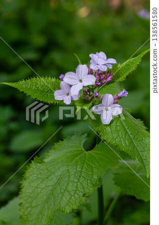 Lunaria rediviva blooms prominently in a lush forest setting showcasing delicate lavender flowers against vibrant green foliage in spring 138561580