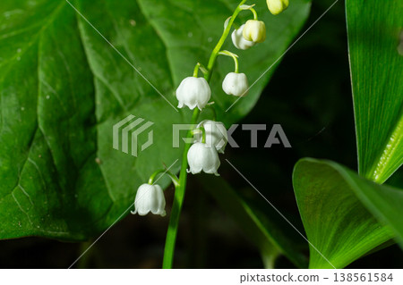 Lily of the Valley blooms gracefully in a serene woodland setting during springtime Lily of the Valley blooms gracefully in a serene woodland setting during springtime 138561584