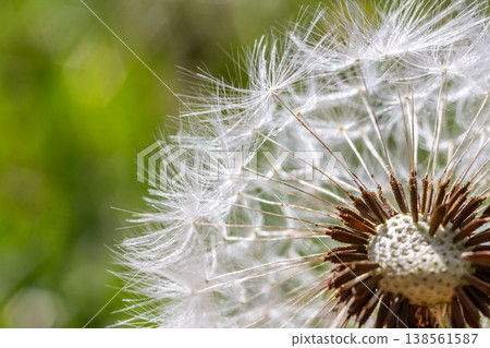 Common dandelion seeds disperse gently among the green grass on a sunny day showcasing nature's beauty and resilience in the wild Common dandelion seeds disperse gently among the green grass on a sunny day showcasing nature's beauty and resilience in the wild 138561587