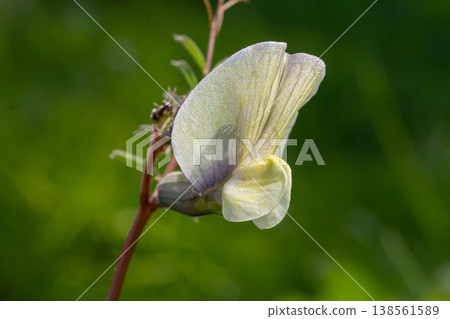 Vicia sativa blooming in a green meadow showcasing its delicate butterfly-shaped flowers during springtime 138561589