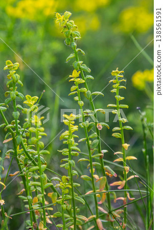 Lysimachia vulgaris flourishing with vibrant yellow flowers near a water source in a natural setting during late spring 138561591