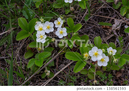 Creamy strawberry plant displaying white flowers and trifoliate leaves thriving in a natural habitat during springtime Creamy strawberry plant displaying white flowers and trifoliate leaves thriving in a natural habitat during springtime 138561593