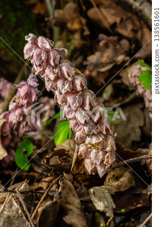 Common Toothwort Lathraea squamaria blooming in a lush forest setting among fallen leaves in springtime Common Toothwort Lathraea squamaria blooming in a lush forest setting among fallen leaves in springtime 138561601