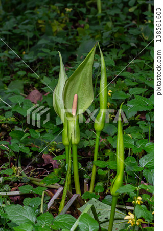 Unique inflorescence of Arum maculatum known as Cuckoo Pint or Lords and Ladies emerging from woodland floor in springtime 138561603