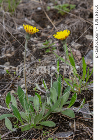 Lesser sedge blooms in the morning sun on rocky slopes showcasing vibrant yellow flowers and long narrow leaves Lesser sedge blooms in the morning sun on rocky slopes showcasing vibrant yellow flowers and long narrow leaves 138561610