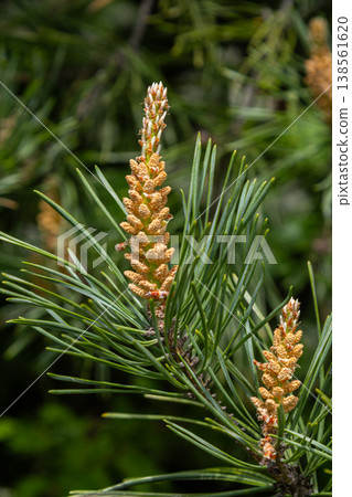 Scots pine presents female and male cones among vibrant green needles in a natural setting during springtime Scots pine presents female and male cones among vibrant green needles in a natural setting during springtime 138561620