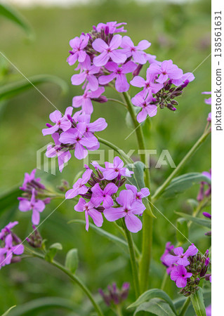 Colorful display of Hesperis matronalis blooming in a lush green field during spring season Colorful display of Hesperis matronalis blooming in a lush green field during spring season 138561631