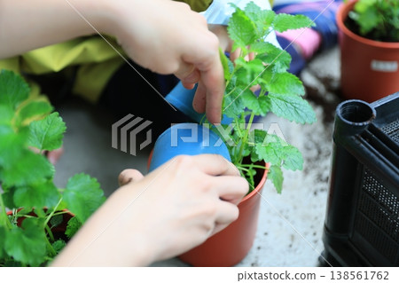 Transplant Transplant 138561762