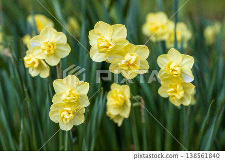 Closeup of beautiful yellow double daffodils Yellow Cheerfulness blooming in the Spring garden. Closeup of beautiful yellow double daffodils Yellow Cheerfulness blooming in the Spring garden. 138561840