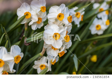 Narcissus Geranium blossoms in the garden in spring Narcissus Geranium blossoms in the garden in spring 138561854