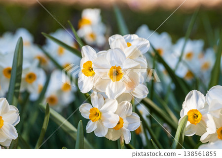 Narcissus Geranium blossoms in the garden in spring Narcissus Geranium blossoms in the garden in spring 138561855