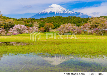 (Shizuoka Prefecture) Cherry blossoms and Mt. Fuji at Obuchi Park; Mt. Fuji reflected in the water. (Shizuoka Prefecture) Cherry blossoms and Mt. Fuji at Obuchi Park; Mt. Fuji reflected in the water. 138561866
