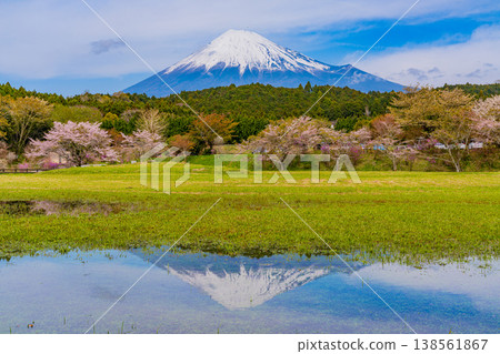(靜岡縣)小淵公園的櫻花和富士山;富士山倒映在水中。 (靜岡縣)小淵公園的櫻花和富士山;富士山倒映在水中。 138561867