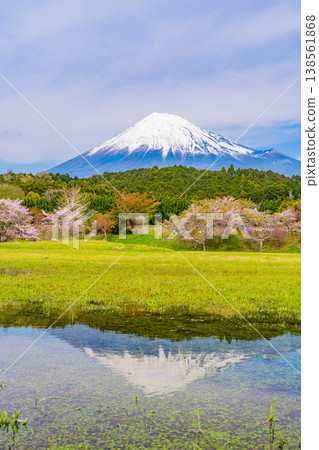 (Shizuoka Prefecture) Cherry blossoms and Mt. Fuji at Obuchi Park; Mt. Fuji reflected in the water. (Shizuoka Prefecture) Cherry blossoms and Mt. Fuji at Obuchi Park; Mt. Fuji reflected in the water. 138561868