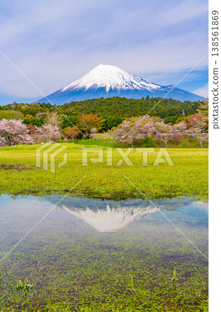 (靜岡縣)小淵公園的櫻花和富士山;富士山倒映在水中。 (靜岡縣)小淵公園的櫻花和富士山;富士山倒映在水中。 138561869