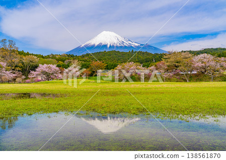 (靜岡縣)小淵公園的櫻花和富士山;富士山倒映在水中。 (靜岡縣)小淵公園的櫻花和富士山;富士山倒映在水中。 138561870