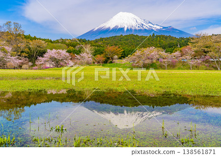 （靜岡縣）小淵公園的櫻花和富士山；富士山倒映在水中。 138561871