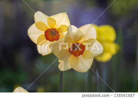 Narcissus Altruist (Narcissus poeticus) blossoms in the garden in spring Narcissus Altruist (Narcissus poeticus) blossoms in the garden in spring 138561887