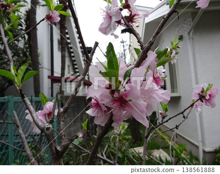 Almond blossoms have also bloomed in Tokyo. Almond blossoms have also bloomed in Tokyo. 138561888