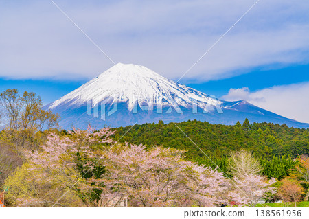 (靜岡縣)小淵公園櫻花盛開,富士山巍峨聳立。 (靜岡縣)小淵公園櫻花盛開,富士山巍峨聳立。 138561956