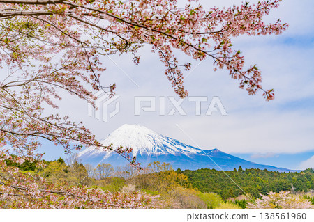 (Shizuoka Prefecture) Cherry blossoms in full bloom and Mt. Fuji at Obuchi Park. (Shizuoka Prefecture) Cherry blossoms in full bloom and Mt. Fuji at Obuchi Park. 138561960
