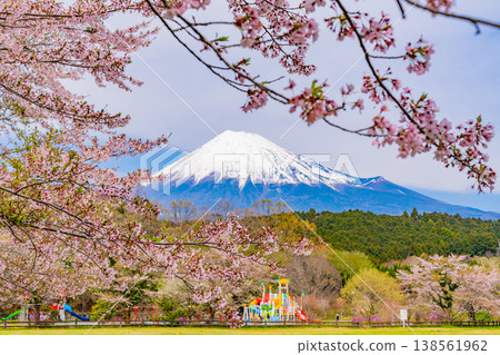 (靜岡縣)小淵公園櫻花盛開,富士山巍峨聳立。 (靜岡縣)小淵公園櫻花盛開,富士山巍峨聳立。 138561962