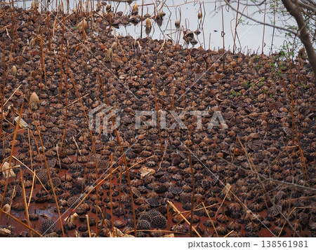 大量枯萎的蓮花 大量枯萎的蓮花 138561981