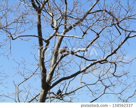 Starlings have come to the Chinese tallow tree at the mouth of the Hanamigawa River. Starlings have come to the Chinese tallow tree at the mouth of the Hanamigawa River. 138562337