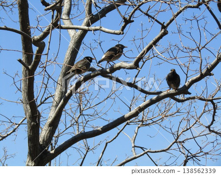 Starlings resting on a Chinese tallow tree. Starlings resting on a Chinese tallow tree. 138562339
