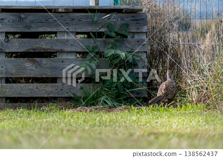 Pheasant female walking on a grass field, phasianus colchicus Pheasant female walking on a grass field, phasianus colchicus 138562437