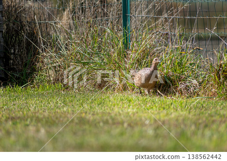Pheasant female walking on a grass field, phasianus colchicus Pheasant female walking on a grass field, phasianus colchicus 138562442