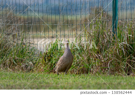Pheasant female walking on a grass field, phasianus colchicus 138562444