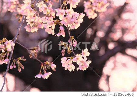 Cherry blossoms bathed in soft light: The colors of spring during magic hour Cherry blossoms bathed in soft light: The colors of spring during magic hour 138562466