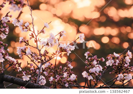 Cherry blossoms in full bloom, illuminated by the sun: A spring evening scene. Cherry blossoms in full bloom, illuminated by the sun: A spring evening scene. 138562467