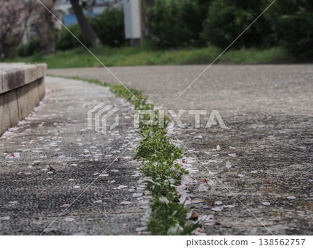 Cherry tree falling way 138562757