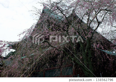 Weeping cherry tree behind the main hall of Kannoji Temple, Kanoyama, Kimitsu City, Chiba Prefecture 138562796