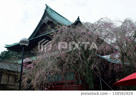 千葉縣君津市鹿山觀王寺正殿後的垂枝櫻花樹 138562929