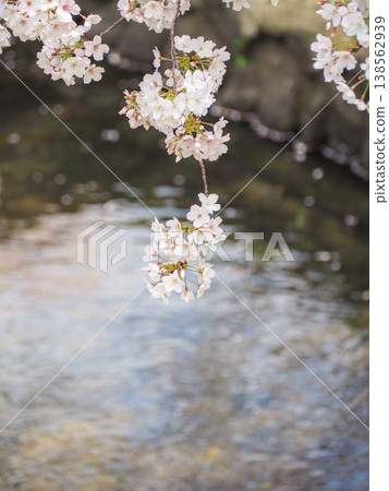 A river with dancing cherry blossom petals A river with dancing cherry blossom petals 138562939