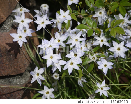 花園裡盛開的伊菲翁花 花園裡盛開的伊菲翁花 138563063