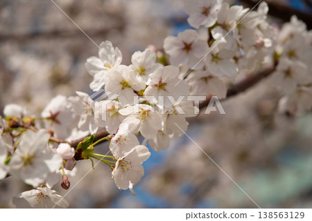 盛開的櫻花(櫻花,鮮花,春天的形象) 盛開的櫻花(櫻花,鮮花,春天的形象) 138563129