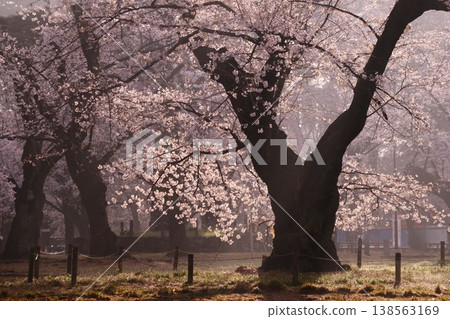 A giant cherry tree in full bloom, illuminated by the morning sun: A fantastical scene on a spring morning. A giant cherry tree in full bloom, illuminated by the morning sun: A fantastical scene on a spring morning. 138563169