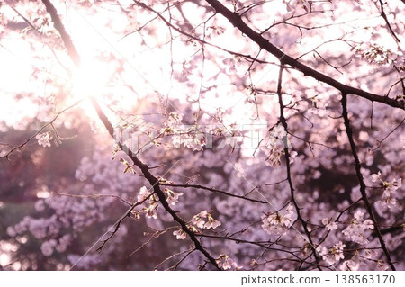 櫻花盛開,在強烈的逆光下閃閃發光:一片沐浴在春光中的風景。 櫻花盛開,在強烈的逆光下閃閃發光:一片沐浴在春光中的風景。 138563170