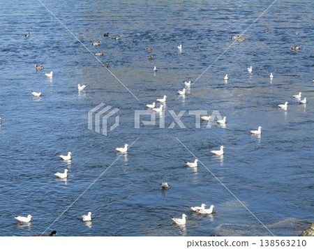 冬天在花見川河口遷徙的黑頭鷗 冬天在花見川河口遷徙的黑頭鷗 138563210