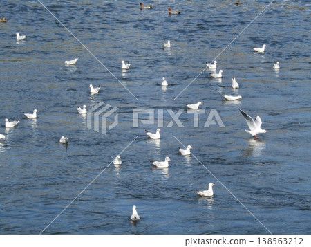 冬天在花見川河口遷徙的黑頭鷗 138563212